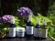 ALCHEME  Skin Revitalizer Spray 100ml. Exceptionally good to treat sun burn + age related conditions